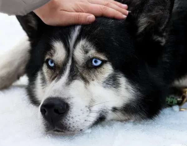  عکس سگ هاسکی بامزه و شیطون