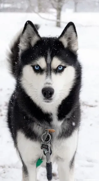  عکس سگ هاسکی بامزه و شیطون