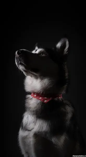  عکس سگ هاسکی بامزه و شیطون