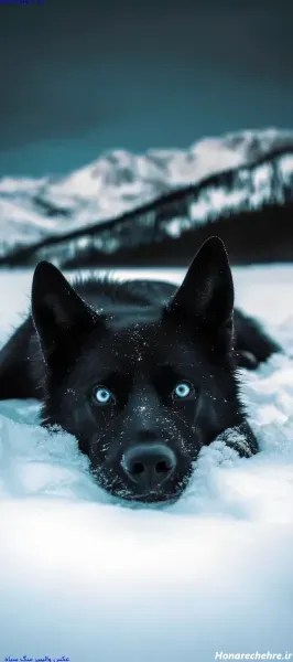  عکس سگ هاسکی بامزه و شیطون