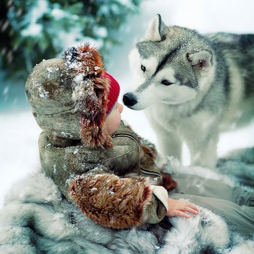  عکس سگ هاسکی برای پروفایل