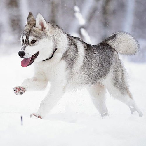  عکس سگ هاسکی برای پروفایل