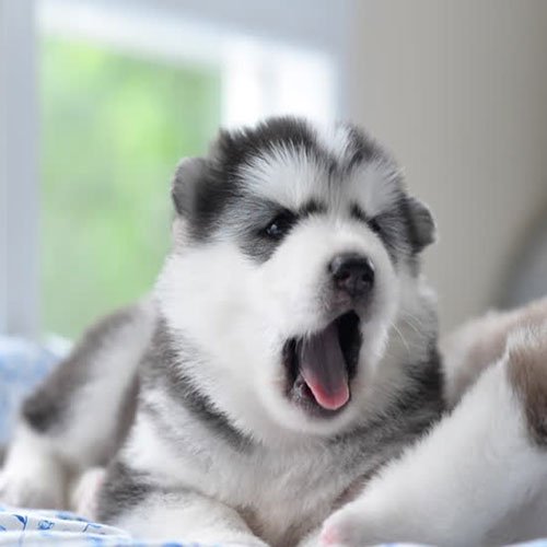  عکس سگ هاسکی برای پروفایل