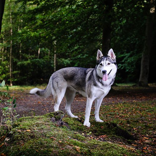  عکس سگ هاسکی برای پروفایل