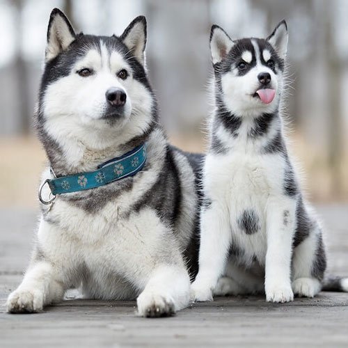  عکس سگ هاسکی برای پروفایل