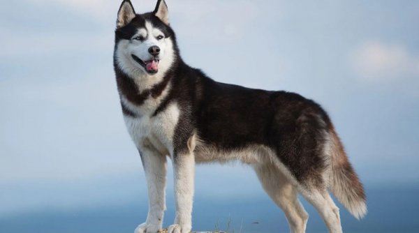 عکس سگ هاسکی بزرگ