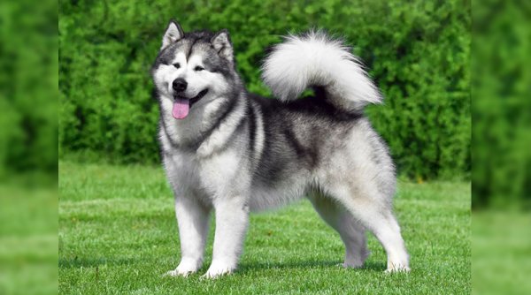  عکس سگ هاسکی بزرگ