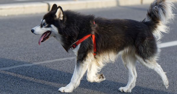  عکس سگ هاسکی بزرگ