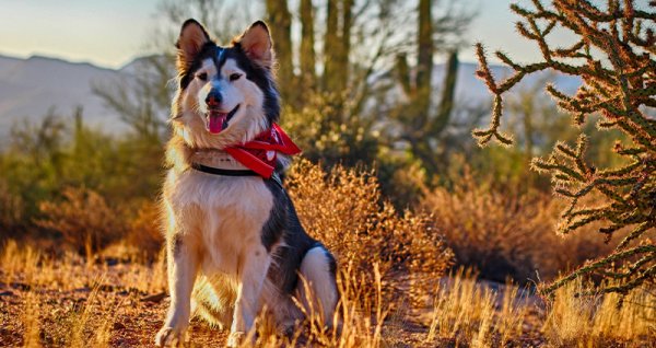  عکس سگ هاسکی بزرگ