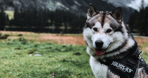  عکس سگ هاسکی بزرگ