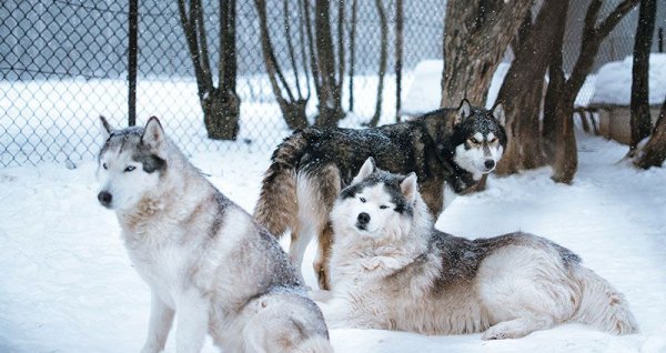  عکس سگ هاسکی بزرگ