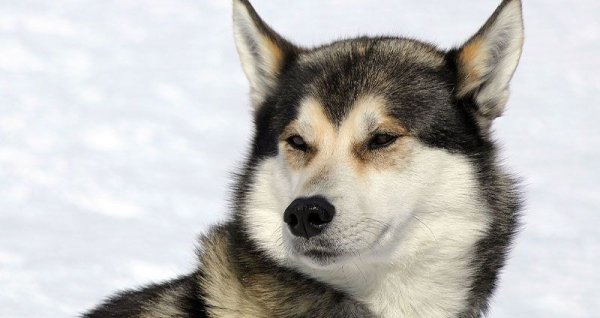  عکس سگ هاسکی بزرگ