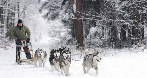  عکس سگ هاسکی بزرگ