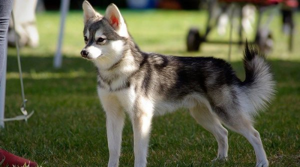  عکس سگ هاسکی بزرگ