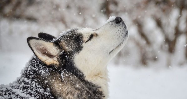  عکس سگ هاسکی بزرگ