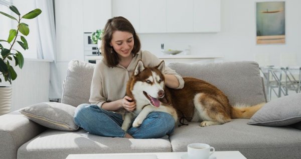  عکس سگ هاسکی بزرگ