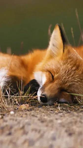  عکس روباه مکار برای پروفایل