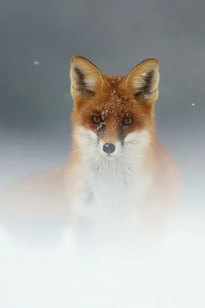  عکس روباه مکار برای پروفایل