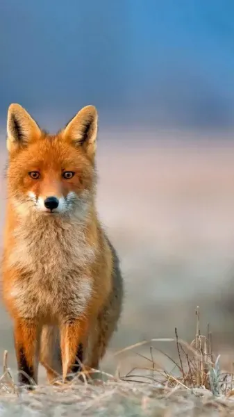  عکس روباه مکار برای پروفایل