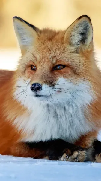  عکس روباه مکار برای پروفایل