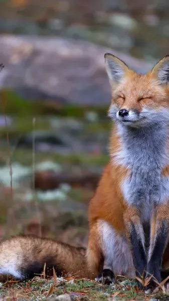  عکس روباه مکار برای پروفایل