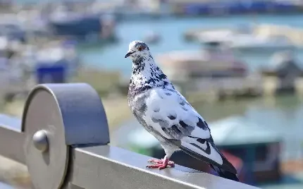  عکس پروفایل کبوتر لاتی