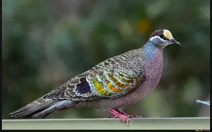  عکس پروفایل کبوتر لاتی