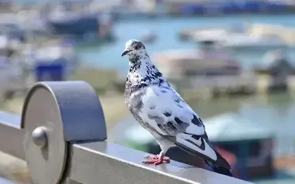  عکس کبوتر زیبا