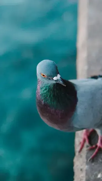  عکس کبوتر زیبا