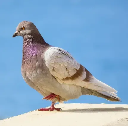  عکس کبوتر زیبا