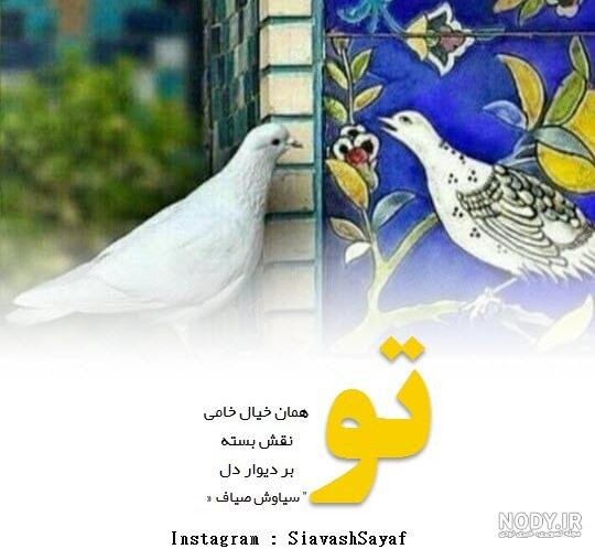  عکس پروفایل کبوتر تنها