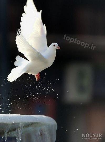  عکس پروفایل کبوتر تنها