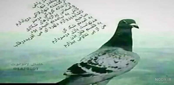  عکس پروفایل کبوتر تنها