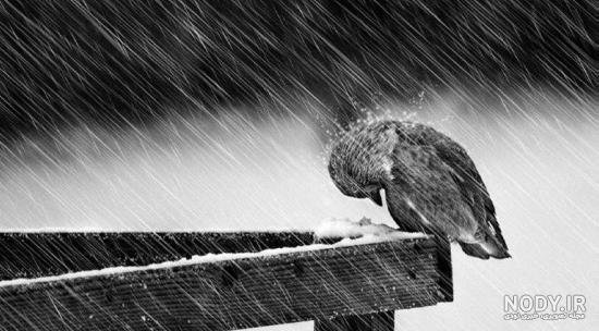  عکس پروفایل کبوتر تنها