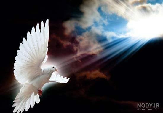  عکس پروفایل کبوتر تنها