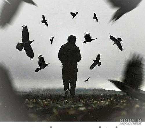  عکس پروفایل کبوتر تنها