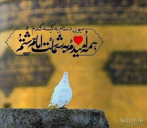  عکس پروفایل کبوتر تنها