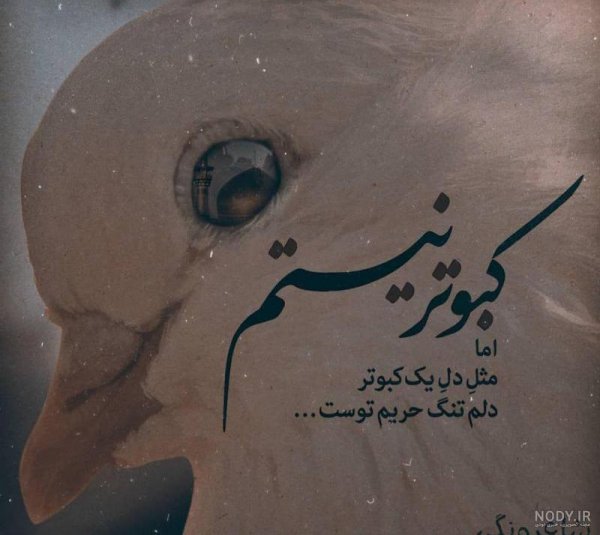  عکس پروفایل کبوتر تنها