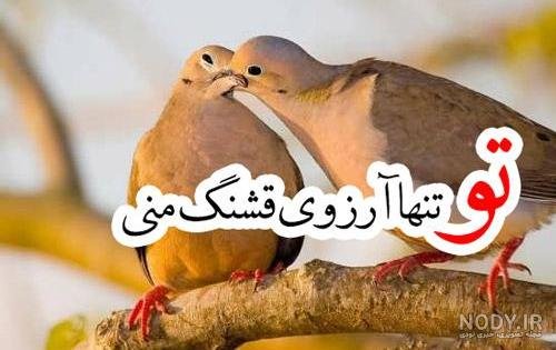  عکس پروفایل کبوتر تنها