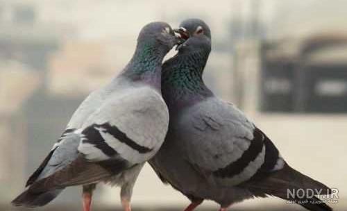  عکس پروفایل کبوتر تنها
