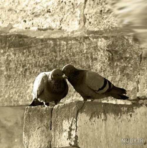  عکس پروفایل کبوتر تنها
