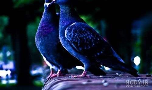  عکس پروفایل کبوتر تنها