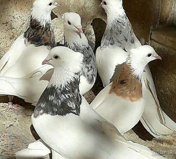  عکس پروفایل کبوتر تنها