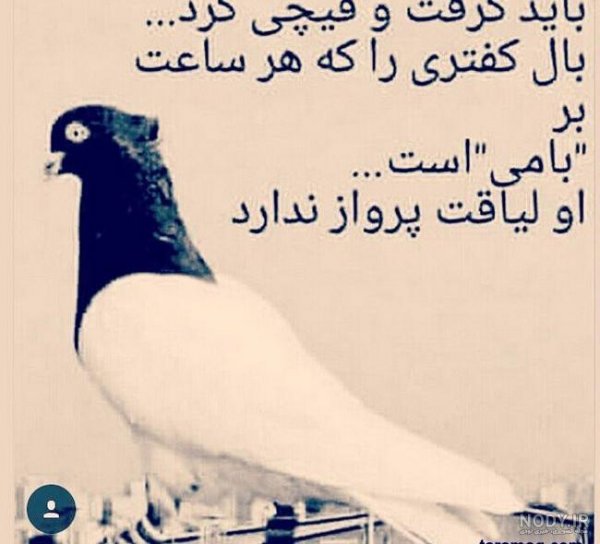  عکس پروفایل کبوتر تنها