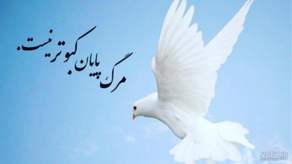  عکس پروفایل کبوتر تنها