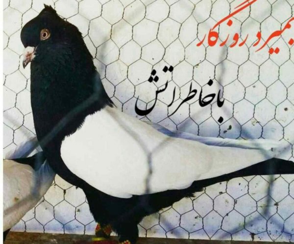  عکس پروفایل کبوتر تنها