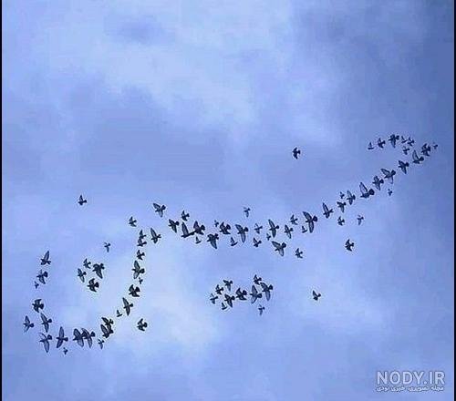  عکس پروفایل کبوتر تنها