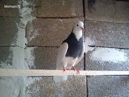 عکس پروفایل کفتر طوقی