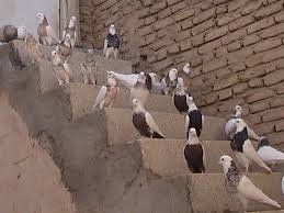  عکس پروفایل کفتر طوقی