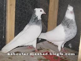  عکس پروفایل کفتر طوقی